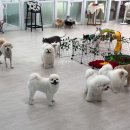 더예쁘개 이미지