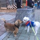 정이룸 동물병원 | 인천 검단에서 중성화수술하고 왔어요~*