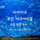 부산터널 2 | 부산 아쿠아리움 주말 방문 후기 공연 시간 입장권 할인 정보