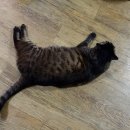 쓰담쓰담 이미지