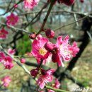 수수꽃다리 이미지