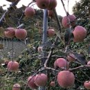 명선농장 이미지