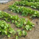 정상농장 이미지