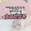 도담도담펫살롱 | 재방문 솔솔펫살롱 인천주안 강아지미용 솔직후기, 말티즈 비포&amp;애프터
