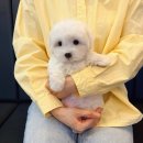 수유프라자 | 꼬숑강아지분양 후기 믿고 찾은 멍냥스타 서울 수유역점.
