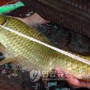 대물