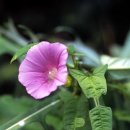 소리나팔꽃 이미지