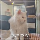 빛나냥 이미지