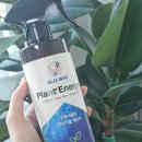 초보식물 집사들을 위한 홈가드닝 | 블루윈 식물영양제 올인원식물영양제 플랜트에너지 금전수 인도고무나무에 실사용후기