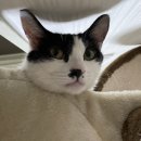 다나아 동물병원 이미지