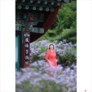 9월28일(월) 문경 봉천사 벌개미취 (출사) 이미지