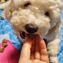 우다다펫푸드(WOODADA PETFOOD) | 청라애견수제간식 우다다펫푸드 피크닉세트 강아지간식 급여후기