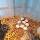 우석농장 2 이미지