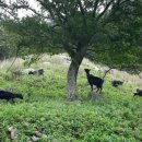 약산흑염소 이미지