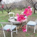 매화농원 이미지