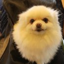 민주댕이 이미지