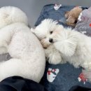 매일행복하개 이미지