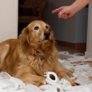 서울하이동물의료센터 이미지