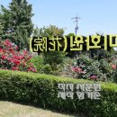 장미화원 Daum카페