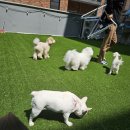 쉬다가개 애견호텔유치원 이미지