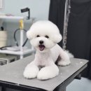 강실장펫살롱 이미지