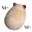 평택청국장전문 이미지