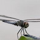 소금쟁이 이미지