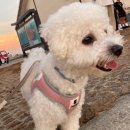 늘안아줄개 이미지