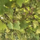 주천면-13(호식이캠핑장 옆) | 영월 미꾸라지캠핑장, 텐트 없이도 즐길 수 있는 원주근교 아이랑 체험할만한 곳 !