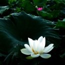 들꽃산장 이미지