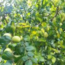 2025년10월12일(둘째주 일요일) 충남모임을 천안 홍콩콜라텍으로 사즐모 회원님들을 초대합니다. 이미지