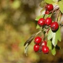 산사나무한의원 이미지