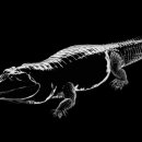 사르코수쿠스 이미지