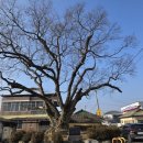 금당실전통마을 이미지