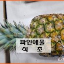 7월 25일 파인애플식초 만들기(와인만들기) 이미지