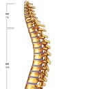척추가 중심 이미지