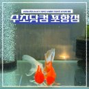 포항시남구46 | 포항 수족관 수초닷컴 포항점에서 인디언 복어 구매!