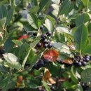 에버그린농장 이미지