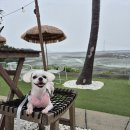 베어무드베이크 | [영흥도 카페] 대부도 드라이브 코스로 딱! 애견 동반 가능한 오션뷰 감성 카페 '몰베이크' 후기