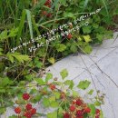 맛드림푸드 이미지