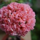 공굴러 가유 이미지