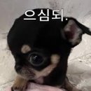 어라이크