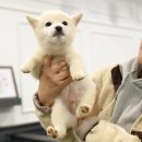 시바스럽 이미지