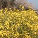 제주 신례리 왕벚나무 자생지 | 4월에 제주는 벚꽃과 유채꽃을 한번에 만나는 녹산로로 가자