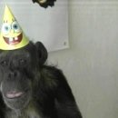 치타(CHEETAH) 이미지