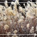 초겨울 연정 / 靑山 손병흥 이미지