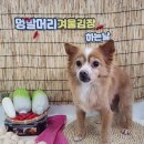 멍발머리 이미지