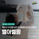 반려미디어