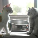 낭만고양이 - 북구 화암1길 34 | 낭만고양이