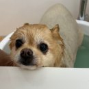 멍멍깍까 이미지